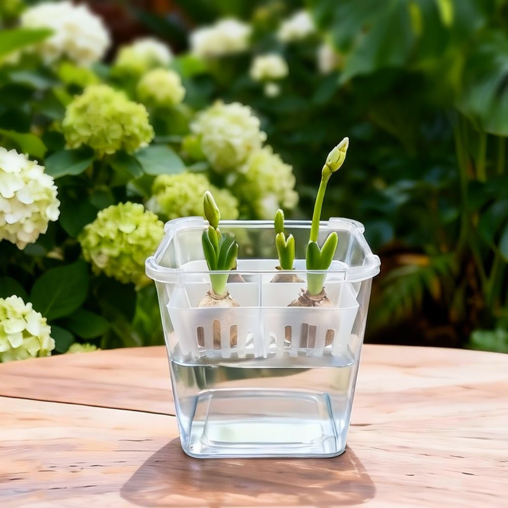 Hydroponische vaas voor tulpen - Vase Decor recensie en prijs